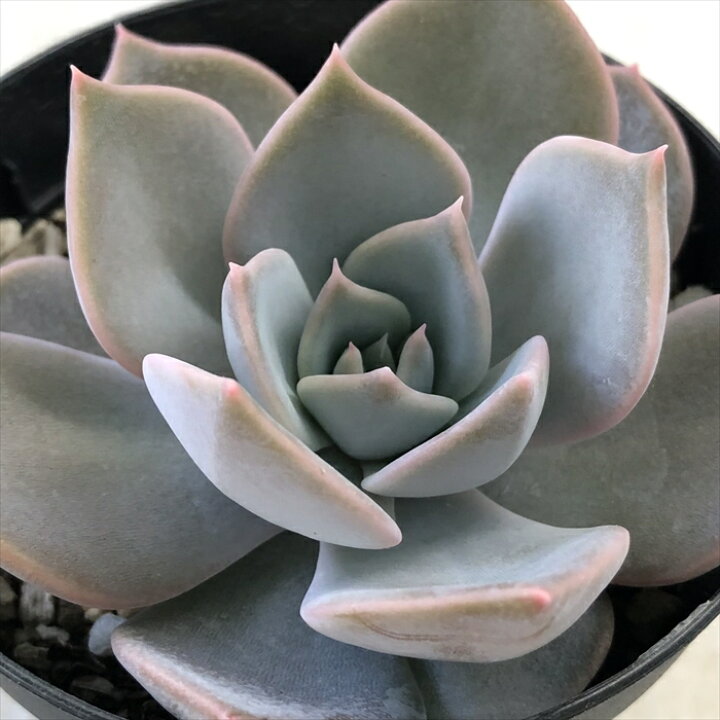 楽天市場 多肉植物 Swkエケベリア リラシナ ラウイ 多肉植物 エケベリア 7 5cmポット フラワーネット 日本花キ流通