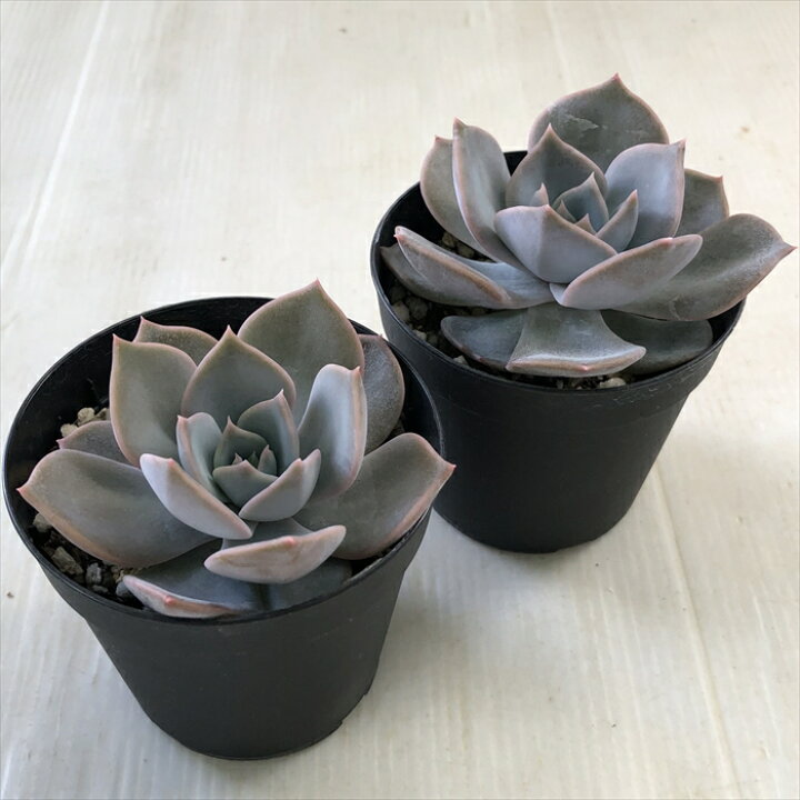楽天市場】多肉植物 skエケベリア リラシナ×ラウイ 多肉植物 