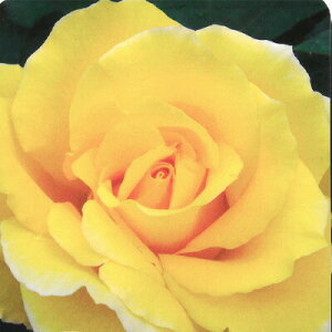 \̔ o c o Vc  hDtgS[h ؗ lG炫 KN ΂ F htgSSg tros 4{ȍ~