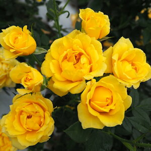 \̔ o c o Vc  h ؗ lG炫 KN ΂ F tros 4{ȍ~