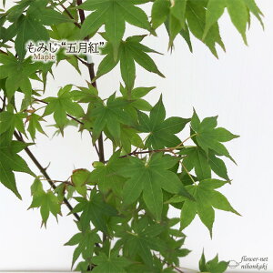 \̔ ݂ ܌g 12cm|bg ږؕc gt ~W  c Ԗ take 11{ȍ~