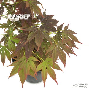 もみじ 庭木 盆栽 植木の人気商品 通販 価格比較 価格 Com もみじ 庭木 盆栽 植木の人気商品 通販 価格比較 価格 Com