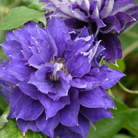 楽天市場 クレマチス 紫 八重咲きの通販