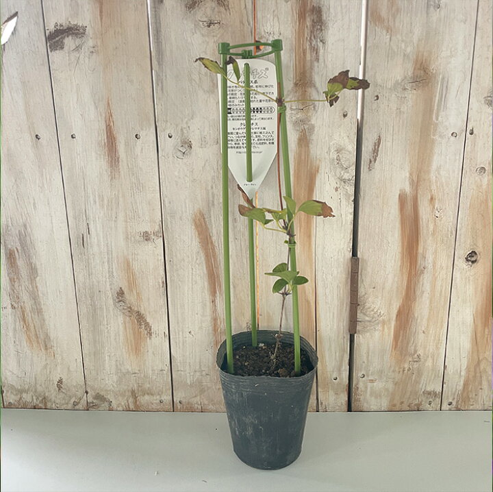 楽天市場 予約販売 充実大株クレマチス 苗 花炎 パテンス系 2年生株 12cmポット地植えok 11月上旬以降発送 フラワーネット 日本花キ流通