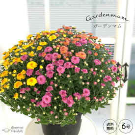 予約販売 ガーデンマム 6号鉢 送料無料 菊 マム ギフトプレゼント 鉢植え 鉢花 10月中旬以降発送
