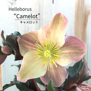 \̔ NX}X[Y Lbg 5  JԊ inh 12{ȍ~