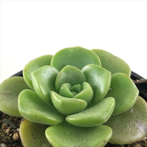 A hmAGIjE [pbh A AGIjE 6cm|bg