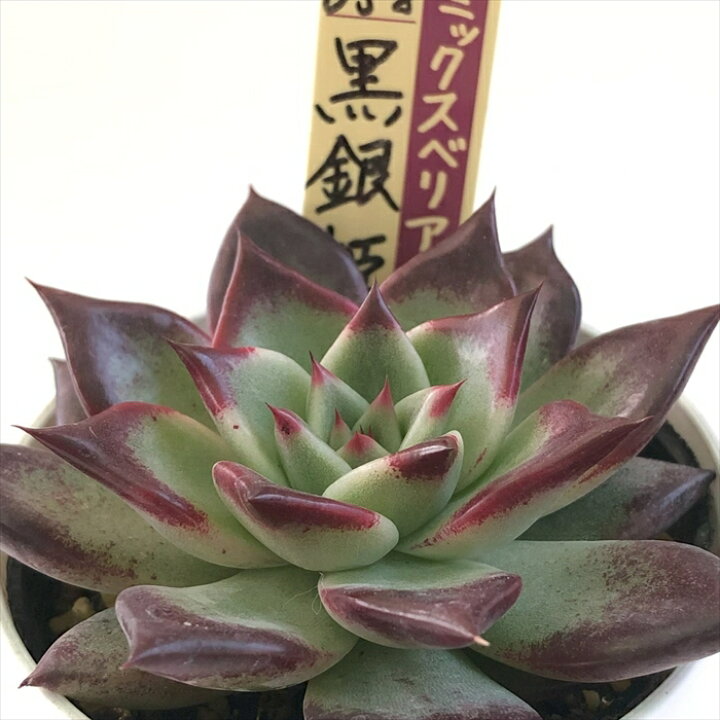 楽天市場】多肉植物 oriミックスベリア No.058 黒銀姫 多肉植物 お 