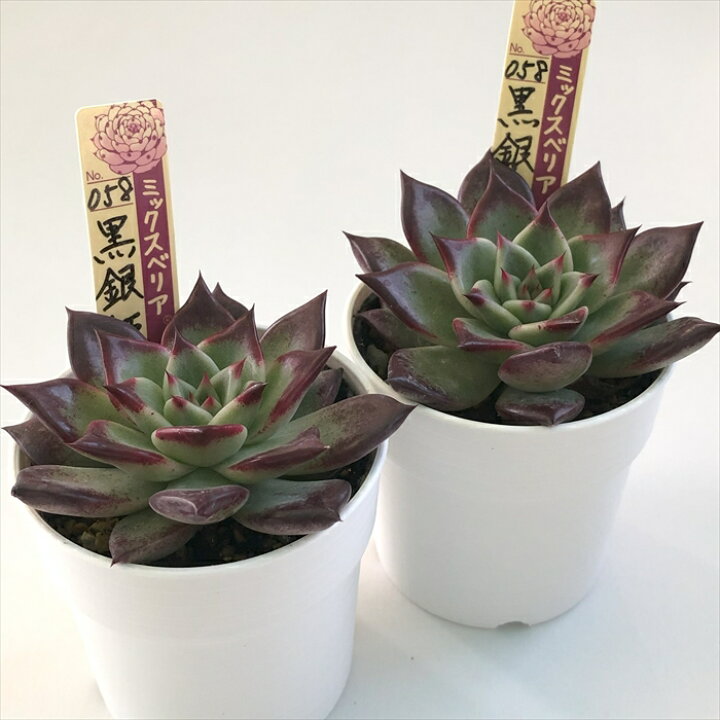 楽天市場】多肉植物 oriミックスベリア No.058 黒銀姫 多肉植物 お 