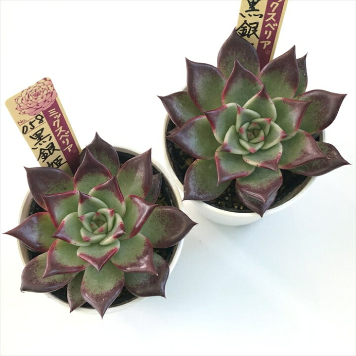 楽天市場】多肉植物 oriミックスベリア No.058 黒銀姫 多肉植物 お  