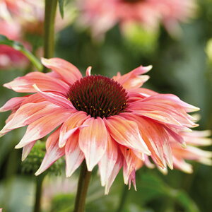 �\��̔� �G�L�i�Z�A �c �v���C�t�����h�}�} 9cm�|�b�g �����T�L�o�����M�N ���N�� �K�[�f�j���O �ԕc �h�����c tne 4�����{�ȍ~����