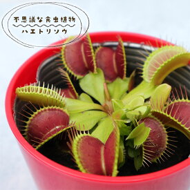 予約販売 不思議な食虫植物 ハエトリグサ 3.5号鉢 食虫植物 水生植物 dsy 6月中旬以降発送