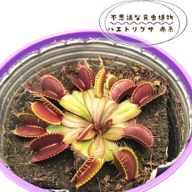 予約販売 不思議な食虫植物 ハエトリグサ 赤系 3.5号鉢 食虫植物 水生植物 dsy 6月中旬以降発送