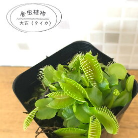 食虫植物 ハエトリソウ 大花 タイカ 7.5cmポット 水生植物 nnm