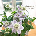 予約販売 クレマチス 水面の妖精 5号鉢 送料無料 ギフトプレゼント 鉢植え 鉢花 4月中旬以降発送