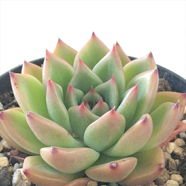 楽天市場】多肉植物 skエケベリア アンストーン 多肉植物 エケベリア 