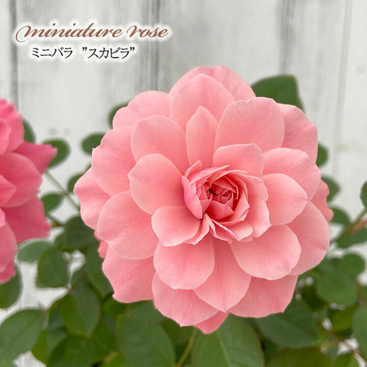 楽天市場】予約販売 ミニバラ スカビラ 3号ポット 四季咲き バラ 薔薇 