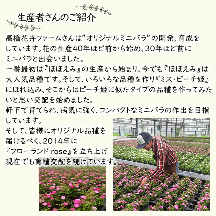 楽天市場】予約販売 ミニバラ スカビラ 3号ポット 四季咲き バラ 薔薇 