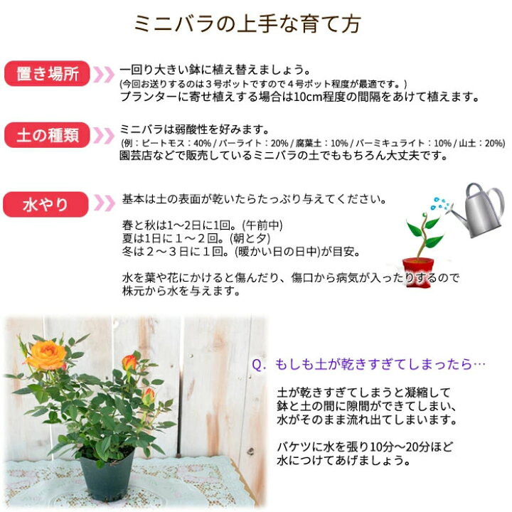 楽天市場】予約販売 ミニバラ スカビラ 3号ポット 四季咲き バラ 薔薇 