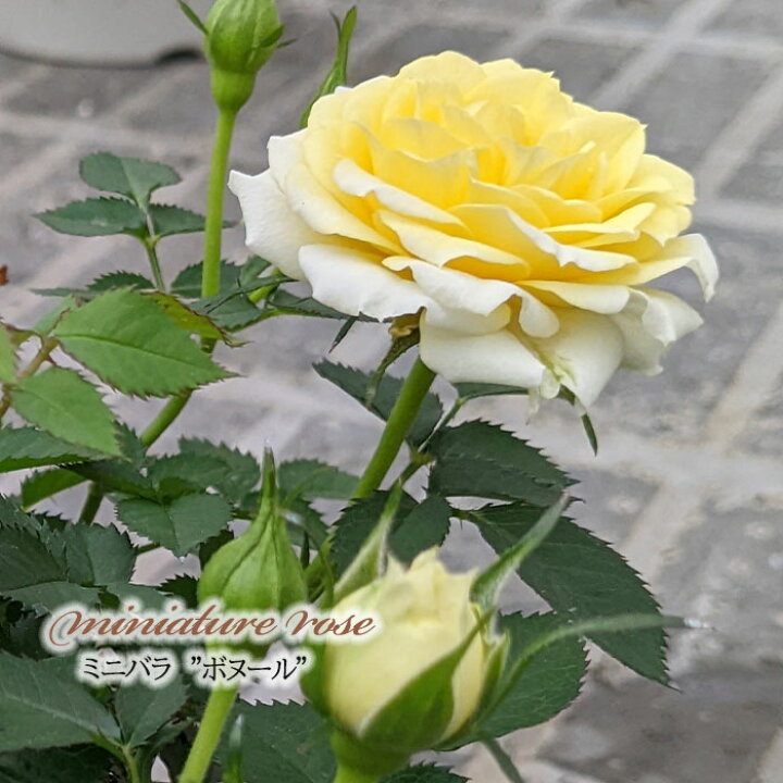 楽天市場】予約販売 ミニバラ ボヌール 3号ポット バラ 薔薇 バラ苗 苗 