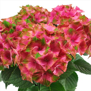 \̔ AWTC }XJ[h 10.5cm|bg o^i hԉ nChWA c ԕc c  z tsa 10{ȍ~