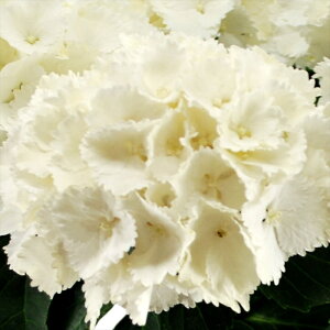 \̔ AWTC ACXxA 10.5cm|bg o^i nChWA c ԕc c  z tsa 10{ȍ~