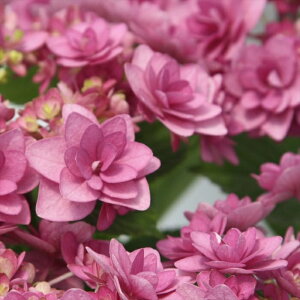 AWTC ږăsN 10.5cm|bg o^i q~R Ђ݂ nChWA c ԕc c  z tsa