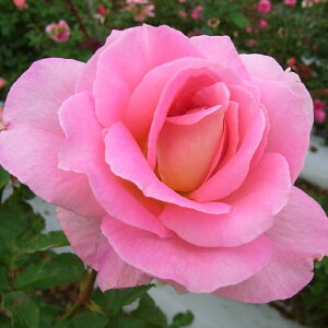 \̔ oc oڕc o eBt@j[ oc KN ΂  sN troc 12{ȍ~