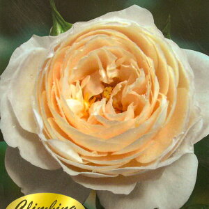 \̔ oc oڕc o W_G}] oc KN ΂  F troc 12{ȍ~