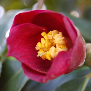 \̔ d炫 TS 12cm|bg Jԗ\芔 ΂ coL  ؂  Ԗ aks 11{ȍ~