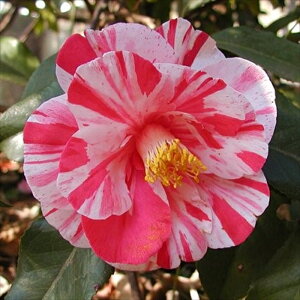 \̔ d炫 i 12cm|bg Jԗ\芔 ΂ coL  ؂  Ԗ aks 11{ȍ~