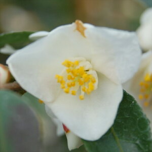 \̔ ֍炫 b`FVX 12cm|bg Jԗ\芔 ΂ coL  ؂  Ԗ aks 11{ȍ~