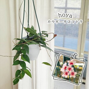 ϗtA z JE_[^X}g 4 ݂蔫 ݂艺 nMO ϗtA  蕨 v[g CeA 