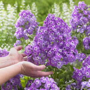 \̔ htbNX c SAX 9cm|bg N K[fjO ԕc hc pws 11{ȍ~