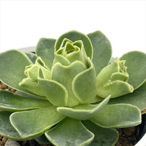 A hmAGIjE GbO A AGIjE 6cm|bg