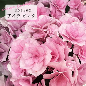 \̔ AWTC AC sN 9cm`10.5cm|bg o^\ Ɖ| nChWA c ԕc c  z smt 10{ȍ~