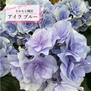 \̔ AWTC AC u[ 9cm`10.5cm|bg o^\ Ɖ| nChWA c ԕc c  z smt 10{ȍ~