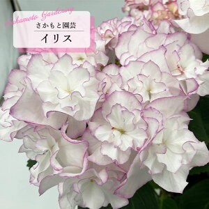 y܂Ȃߐ؂z \̔ AWTC CX sN 9cm`10.5cm|bg o^\ Ɖ| nChWA c ԕc c  z smt 10{ȍ~