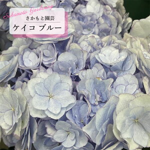 \̔ AWTC PCR KEIKO u[ 9cm`10.5cm|bg o^i Ɖ| nChWA c ԕc c  z smt 10{ȍ~