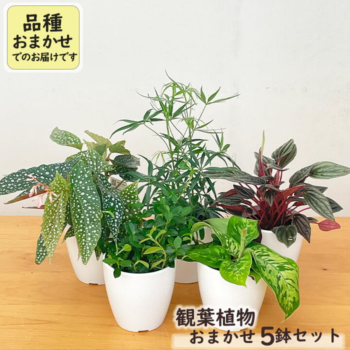 楽天市場】観葉植物 5鉢セット 3.5号鉢 福袋 送料無料 観葉植物 小型 
