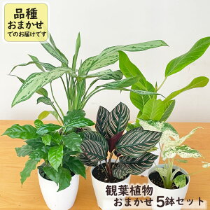 観葉植物 5鉢セット 4号鉢 福袋 送料無料 観葉植物 小型 小さい 室内 贈り物 プレゼント インテリア おしゃれ