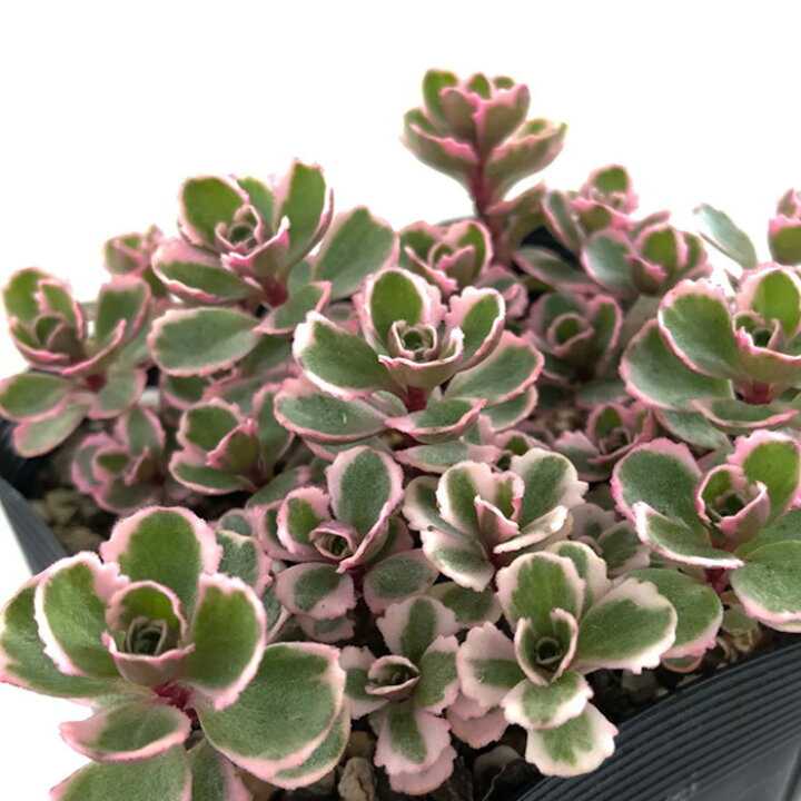 楽天市場】多肉植物 seセダム コーカサスキリンソウ トリカラー 多肉 