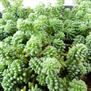 A seZ_ TNTOXO[ A Z_ 9cm|bg