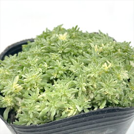 多肉植物 seセダム ミルクゥージ 多肉植物 セダム 9cmポット