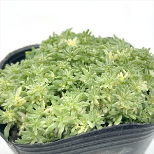 A seZ_ ~ND[W A Z_ 9cm|bg