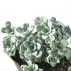 A seZ_ XpXtHE P[vuR ~Zo 7.5cm|bg A