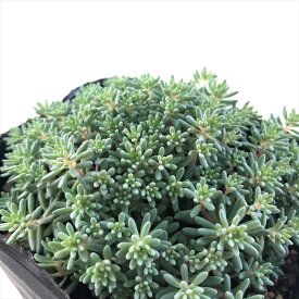 多肉植物 seセダム ヒスパニカム プルプレア 9cmポット 多肉植物 セダム