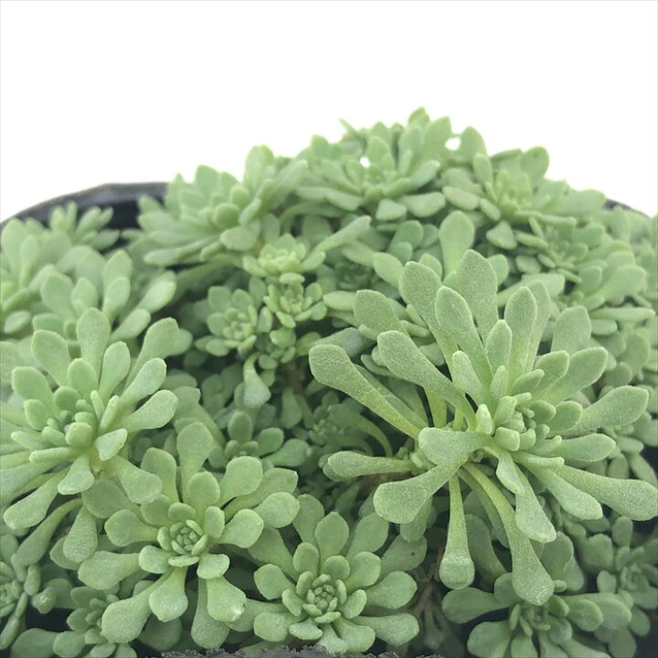 楽天市場 多肉植物 Seセダム グラウコフィラム 多肉植物 セダム 9cmポット フラワーネット 日本花キ流通 楽天市場 多肉植物 Seセダム グラウコフィラム 多肉植物 セダム 9cmポット フラワーネット 日本花キ流通