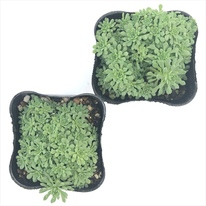 楽天市場 多肉植物 Seセダム グラウコフィラム 多肉植物 セダム 9cmポット フラワーネット 日本花キ流通