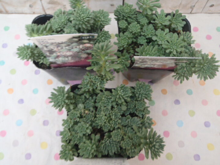 楽天市場 多肉植物 Seセダム グラウコフィラム 多肉植物 セダム 9cmポット フラワーネット 日本花キ流通